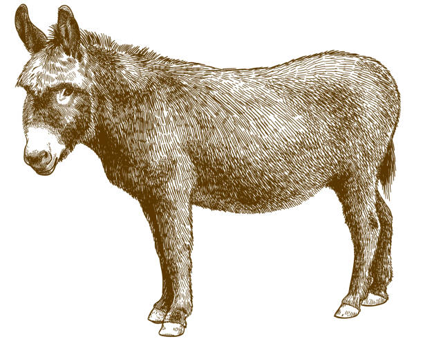 engraving illustration of burro donkey Vector antique engraving drawing illustration of burro donkey isolated on white background donkey stock illustrations
