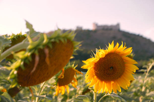 istock Two big sunflowers and blurred castle 1166433748