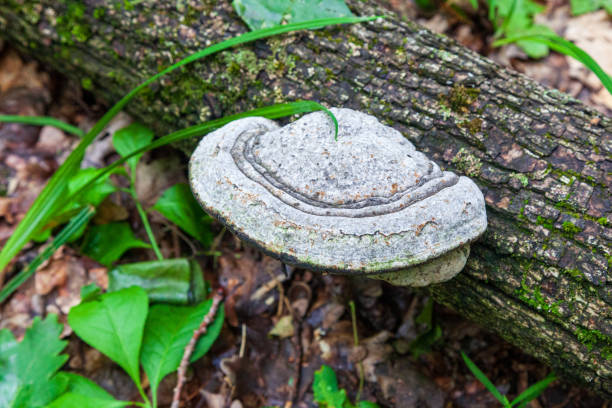 tree mushrooms grows on the trunk Tree mushrooms. Ganoderma lucidum, grows on the trunk of a dry tree in the forest on a sunny day on a blurred background of dry twigs and a stream. Tree fungus parasite. sponger stock pictures, royalty-free photos & images