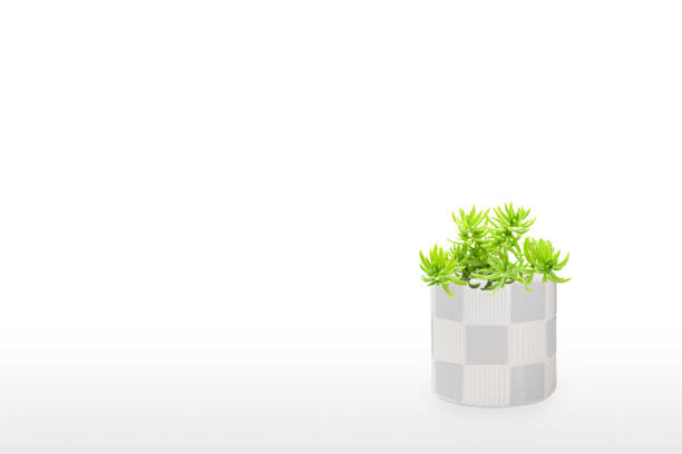Suculent plant isolated on white background vase ornament