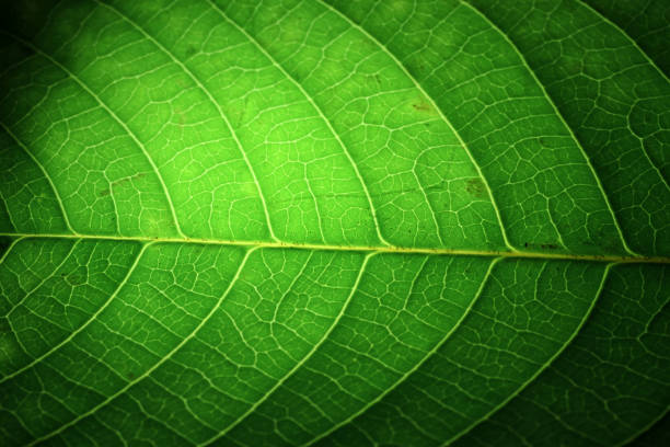 istock Closeup of portion of green netted veins leaf. 1166436617
