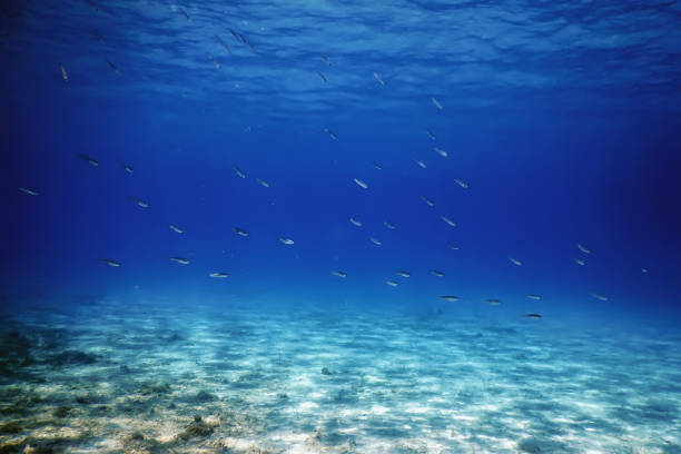 istock Underwater Scene Sunlight, fish Underwater Life. 1166436660
