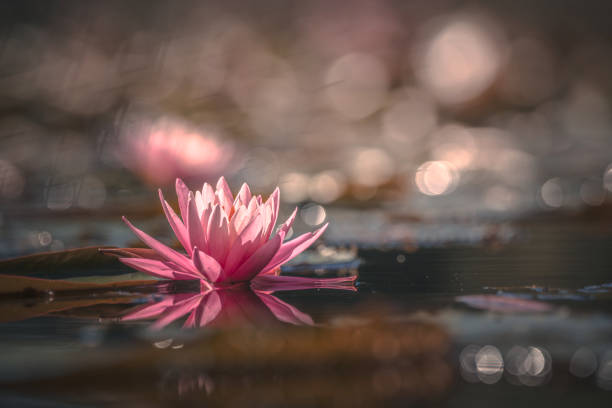 istock waterlily or lotus flower in pond 1166436814