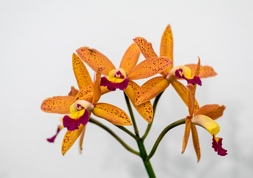 Close up of  beauty colorful orchid flower