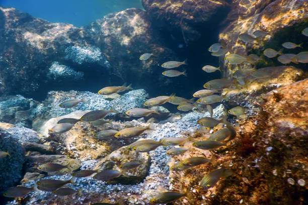 istock Shoal of Fish with Rock Below Water Surface Underwater 1166437786