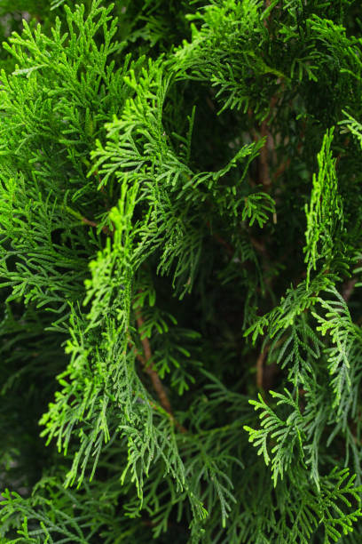 Thuja Texture of green thuja branches, macro closeup shot chinese arborvitae stock pictures, royalty-free photos & images