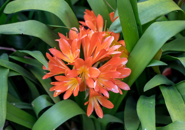 pôle des fleurs oranges de clivia dans le jardin - kaffir lily photos et images de collection