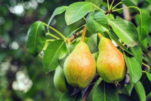 istock ripe pears on a tree branch close-up crop 1166438216