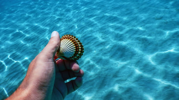 istock Hand Holding Beautiful Seashell Underwater. Summer vacation backdrop with sea shell in the hand 1166438304
