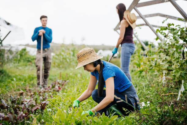istock Group Of Urban Farmers Working On Crops 1166438341