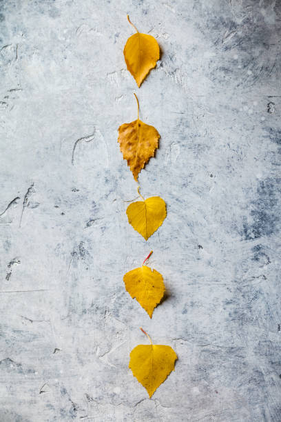 istock Autumn composition made of dried leaves 1166438369