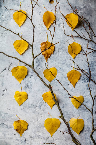 istock Autumn composition made of dried leaves and branches. 1166438380