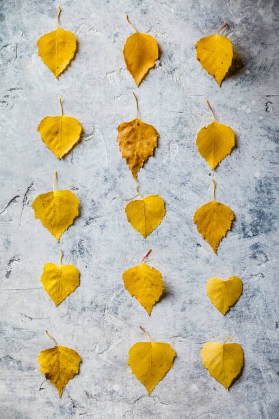 istock Autumn composition made of dried leaves 1166438388
