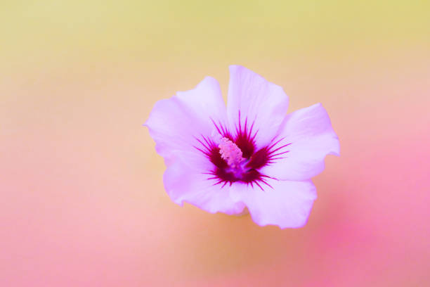 istock Bright neon colored flowers on multi colored background. Summer concept. 1166438412