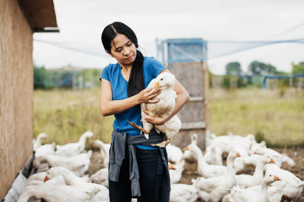 istock Urban Farmer Taking Care Of Her Geese 1166438507