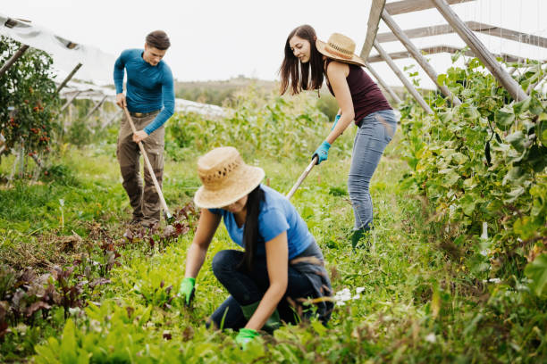 istock Urban Farmers Working Together Caring For Crops 1166439199