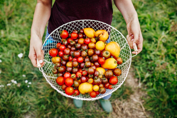 istock Urban Farmer Holding Basket Of Fresh Tomatoes 1166439593