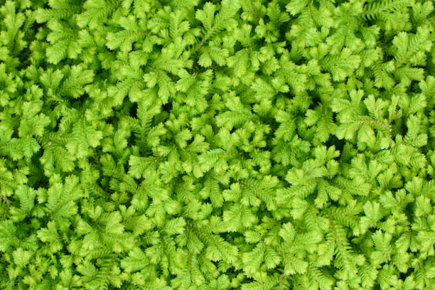 krauss's clubmoss natural green background, nom scientifique selaginella kraussiana - clubmoss photos et images de collection