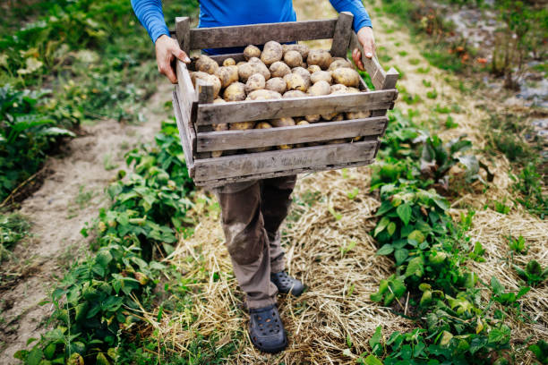 fermier urbain retenant la grande caisse des pommes de terre - heavy plant photos et images de collection