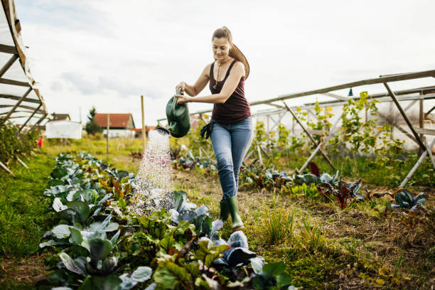 istock Urban Farmer Using watering Can On Plots 1166439839