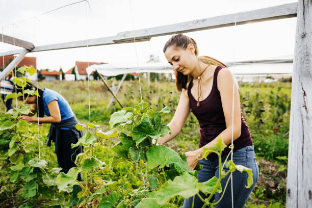 istock Urban Farmer Tending To Cucumber Plots 1166439975