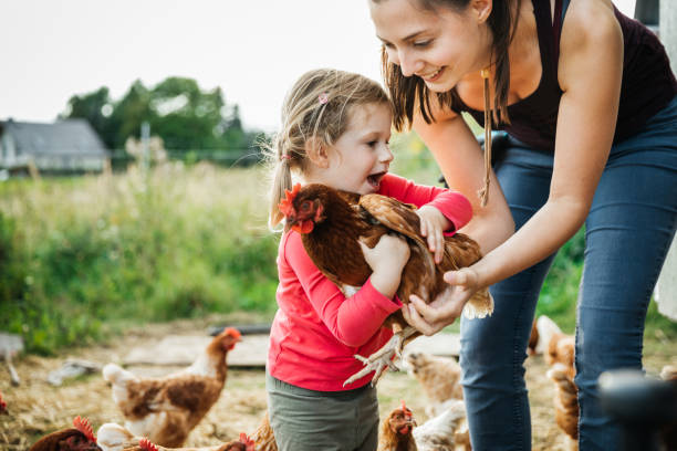 istock Young Girl Handling Chickens On Farm 1166439992