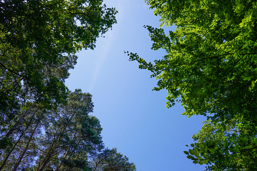 Looking up to the canopy of tall pine trees