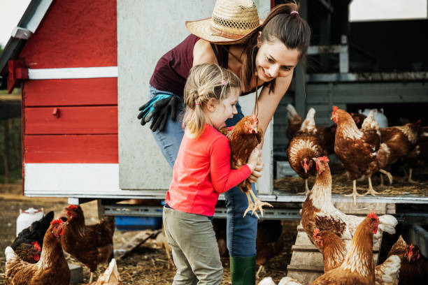 Urban Farmer Showing daughter Farm Chickens An urban farmer showing her young daughter how to care for the chickens on the farm. animal related occupation stock pictures, royalty-free photos & images