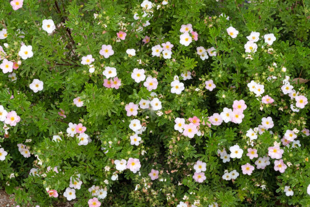 Flower background with potentilla fructicosa Flowerbed with beautiful pink potentilla fructicosa  flowers. potentilla anserina stock pictures, royalty-free photos & images