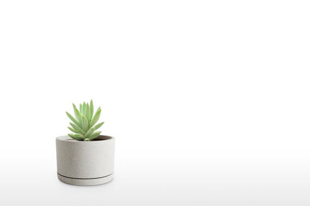 istock Suculent plant isolated on white background vase ornament 1166440781