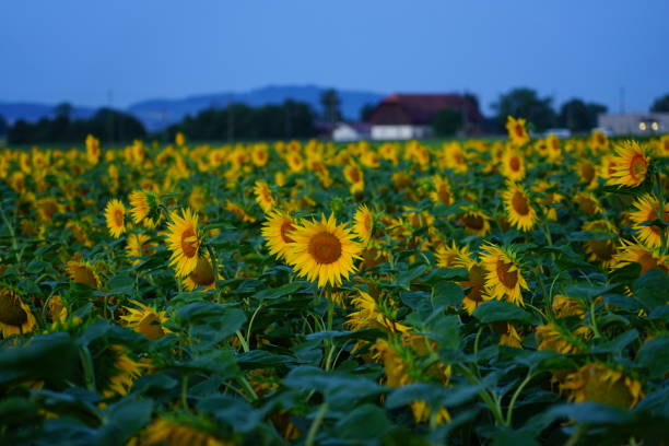 istock Sunflowers on a sunny day 1166440819