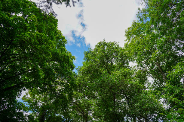 istock Looking up to the canopy of tall pine trees 1166440862
