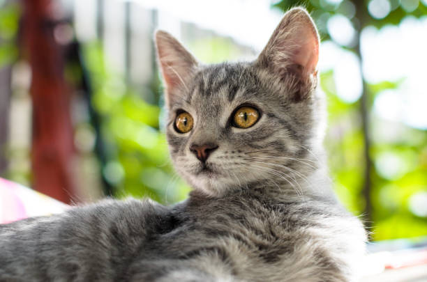 istock Portrait of a gray kitten with a rustic background 1166440902