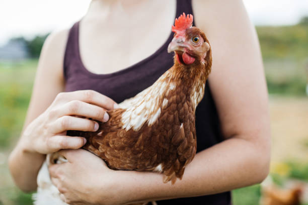 istock Close Up Of Free Range Chicken 1166440908