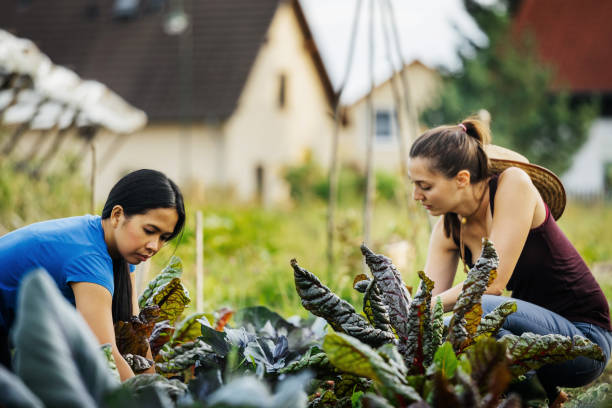 istock Farmers Maintaining Organic Crops Together 1166440912