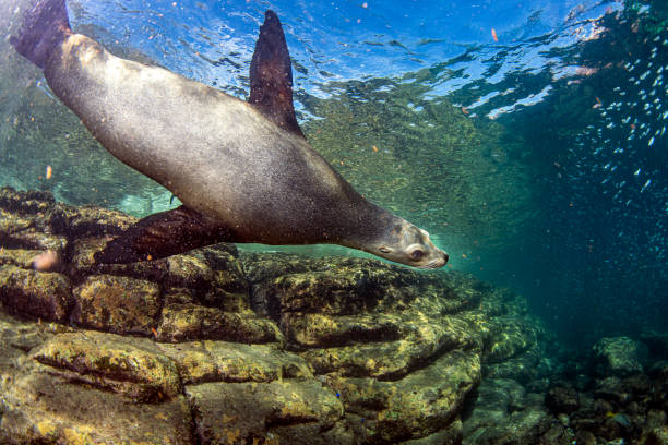 istock sea lion seal underwater while diving galapagos 1166440976