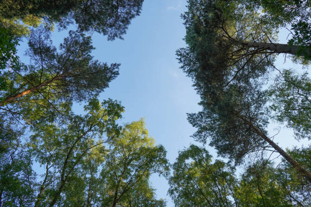 istock Looking up to the canopy of tall pine trees 1166441297