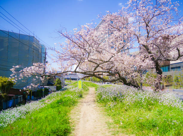 futakotamagawa-tama fiancheggiata da ciliegi - 16243 foto e immagini stock