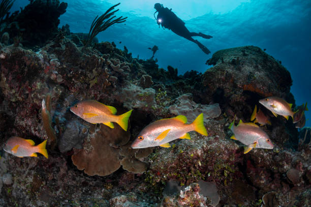 istock Marine life and diver 1166442998