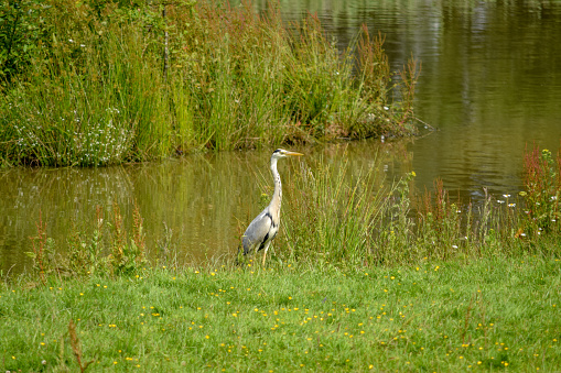 Grey Heron standing by a riverbank in Kent uk