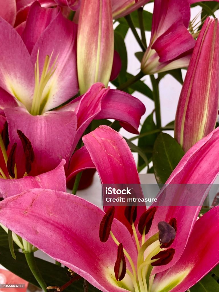 Hình Ảnh Hoa Lily Phương Đông Màu Hồng Tươi Sáng Cận Cảnh Đầu Hoa ...