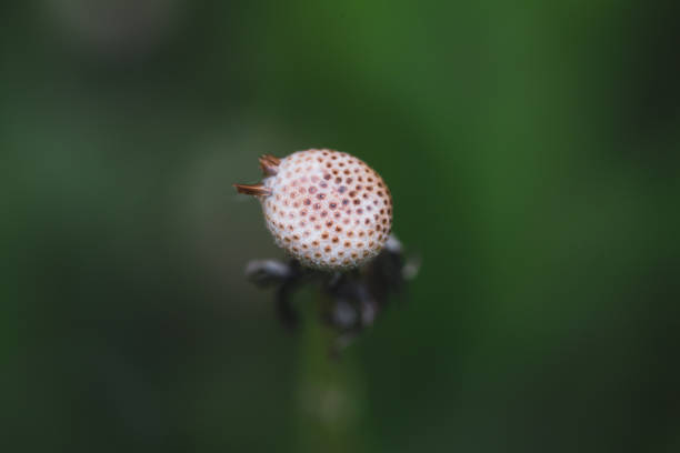 istock Macro photography with a dandelion flower without it's seeds 1166445267