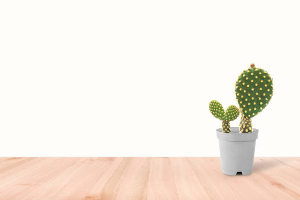 istock Cactus isolated on white background. On the wood table  Colorful ceramic pot. 1166445386