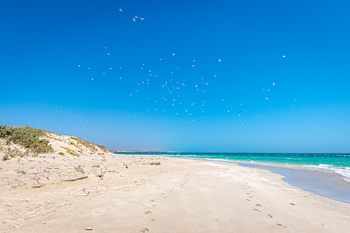 Beach of Coral Bay swarms of seagulls flying in the air
