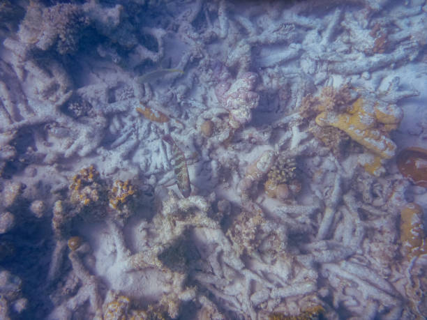 ニンガルーリーフコーラルベイの海洋生物 - sub tropical climate ストックフォトと画像