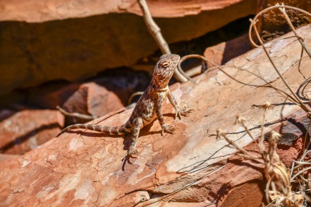 カリジニ国立公園の熱い石の上に座っているトカゲ - lizard landscape desert australia ストックフォトと画像