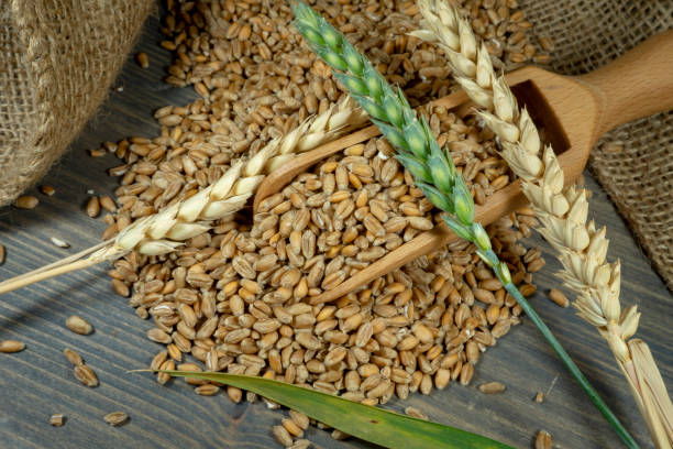 istock Wheat seeds spilling from wooden scoop on jute 1166446685