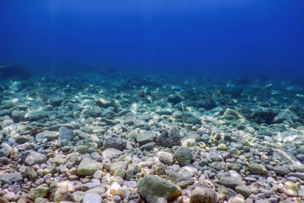 istock Sea Life Underwater View Sunlight, Underwater Life. 1166446709