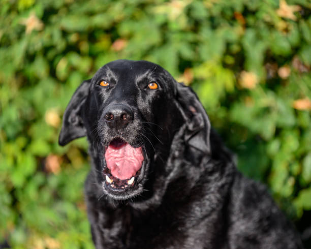 istock portrait of a black Labrador dog 1166446852