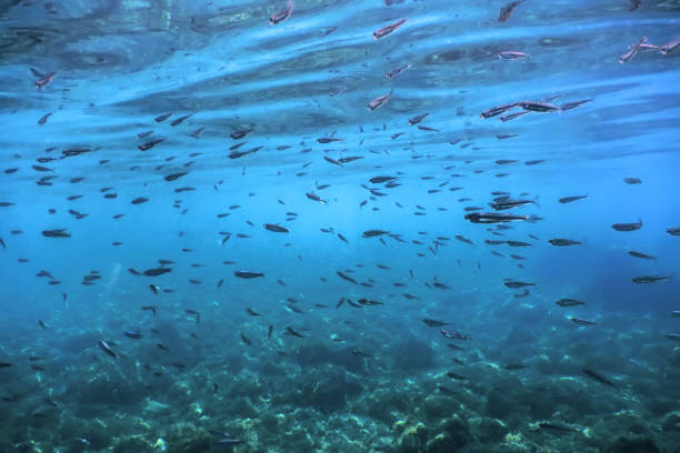 istock School of Silver Fish in Shallow Water, Underwater 1166446938